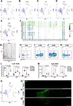 CD11c Antibody in Flow Cytometry (Flow)