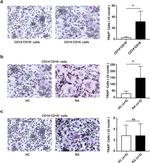 CD16 Antibody in Flow Cytometry (Flow)