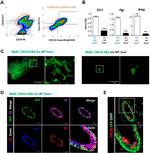 CD29 (Integrin beta 1) Antibody in Flow Cytometry (Flow)