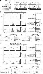 IFN gamma Antibody in Flow Cytometry (Flow)