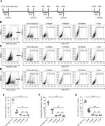 CD140a (PDGFRA) Antibody in Flow Cytometry (Flow)