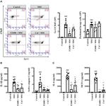 CD45 Antibody in Flow Cytometry (Flow)