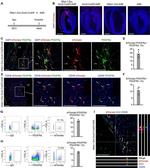 CD140a (PDGFRA) Antibody in Flow Cytometry (Flow)