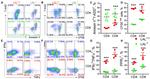 IFN gamma Antibody in Flow Cytometry (Flow)