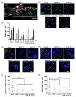 F4/80 Antibody in Immunocytochemistry (ICC/IF)