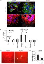 Phospho-Paxillin (Tyr118) Antibody in Immunohistochemistry (IHC)