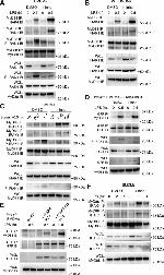 IRAK4 Antibody in Western Blot (WB)