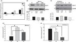 GAPDH Antibody in Western Blot (WB)