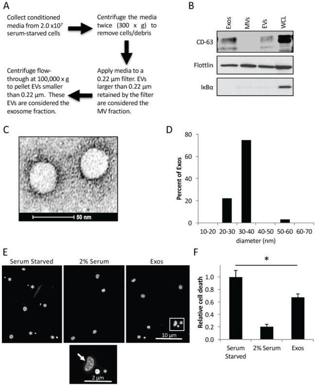 CD63 Antibody in Western Blot (WB)