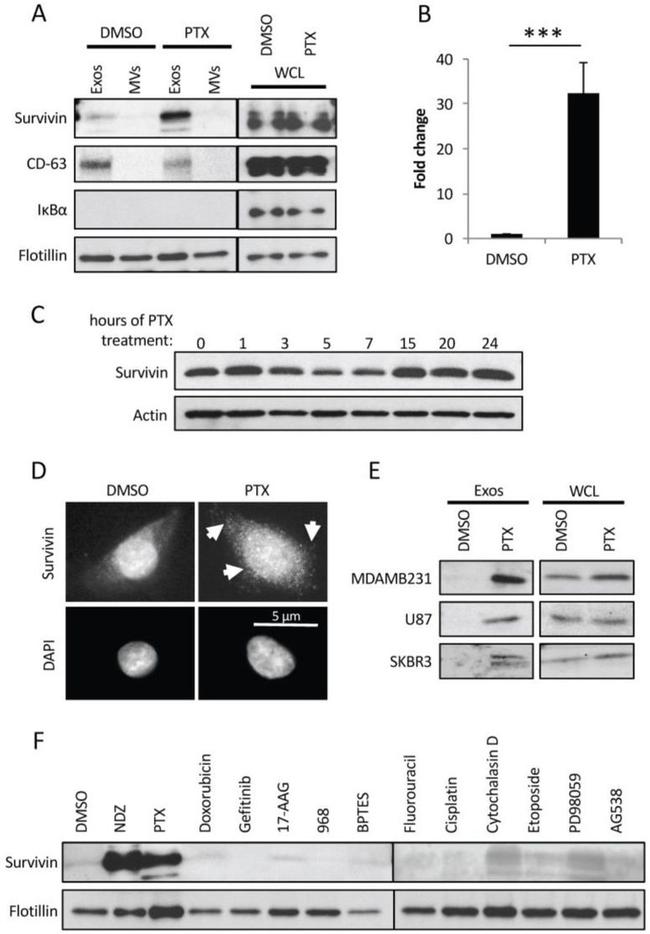 CD63 Antibody in Western Blot (WB)