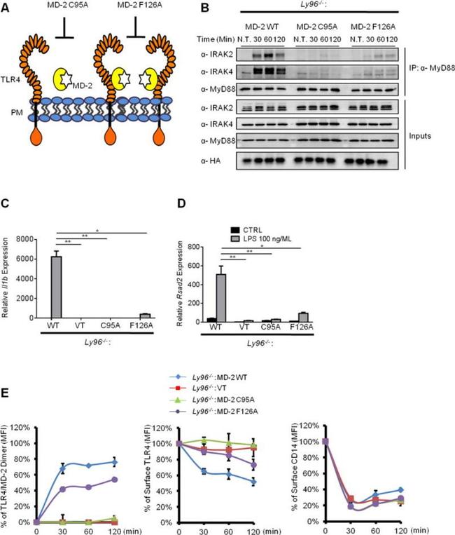 CD14 Antibody in Flow Cytometry (Flow)