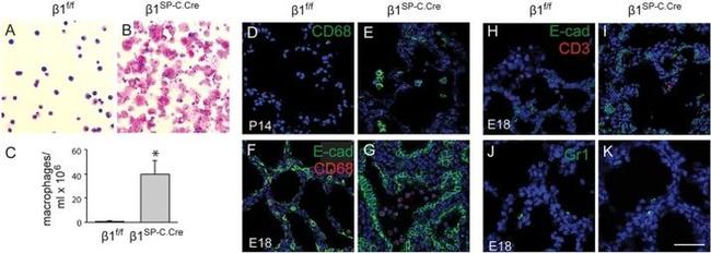 Ly-6G/Ly-6C Antibody in Immunohistochemistry (IHC)