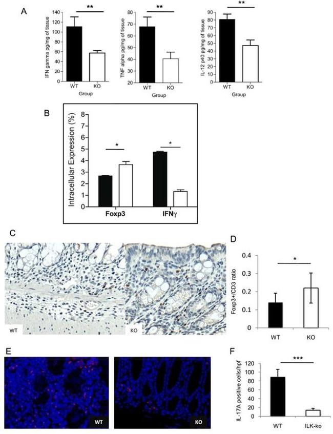 IL-17A Antibody in Immunohistochemistry (Paraffin) (IHC (P))