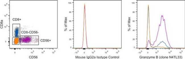 Granzyme B Antibody