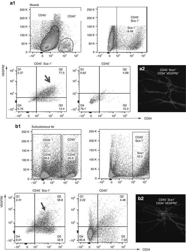 Ly-6A/E (Sca-1) Antibody in Flow Cytometry (Flow)