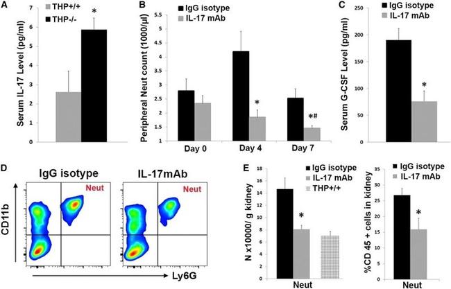 IL-17A Antibody in Flow Cytometry (Flow)