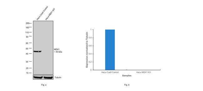 MEK1 Antibody in Western Blot (WB)