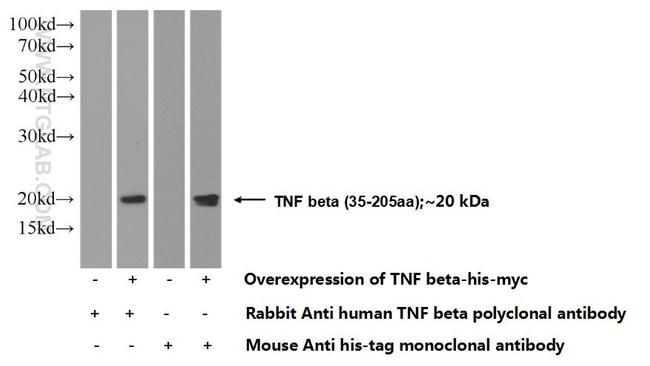 TNF beta Antibody in Western Blot (WB)