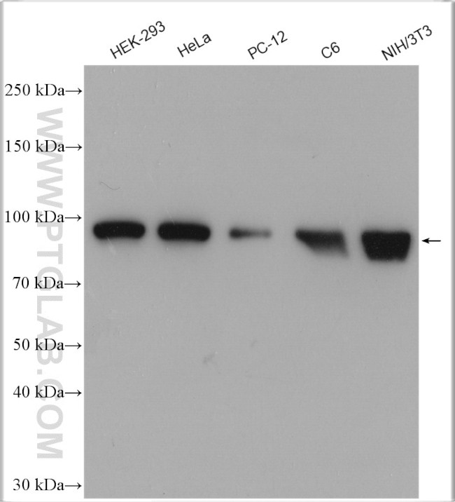 HSP90 Antibody in Western Blot (WB)