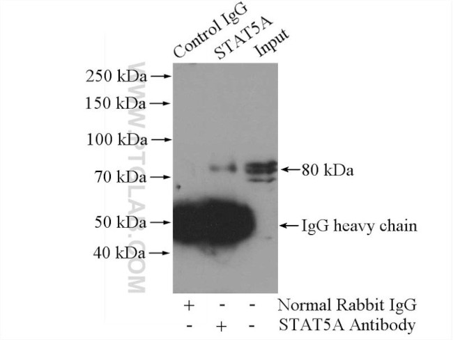 STAT5A Antibody in Immunoprecipitation (IP)