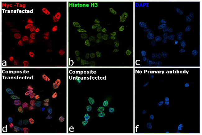 c-Myc Antibody in Immunocytochemistry (ICC/IF)