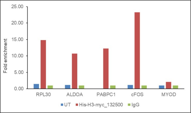 c-Myc Antibody in ChIP Assay (ChIP)