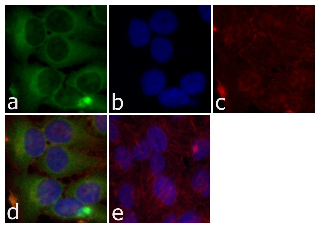 MEK1 Antibody in Immunocytochemistry (ICC/IF)