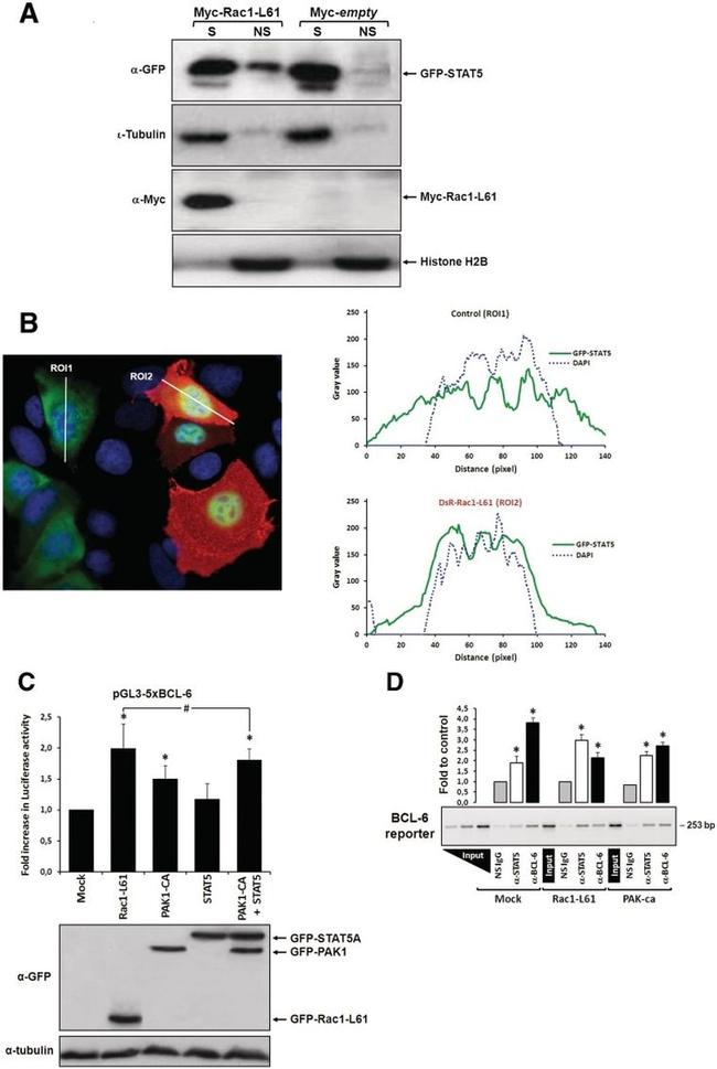 STAT5 alpha Antibody in Western Blot, Immunocytochemistry (WB, ICC/IF)