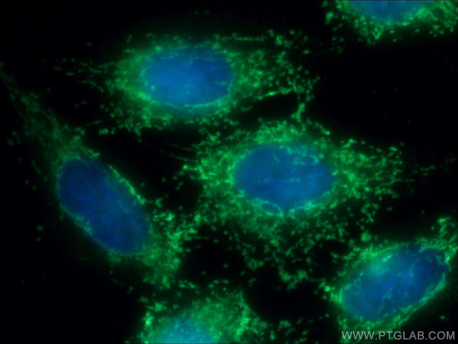 PRDX6 Antibody in Immunocytochemistry (ICC/IF)