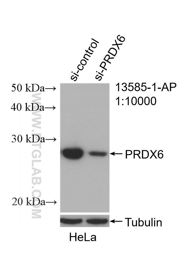 PRDX6 Antibody in Western Blot (WB)