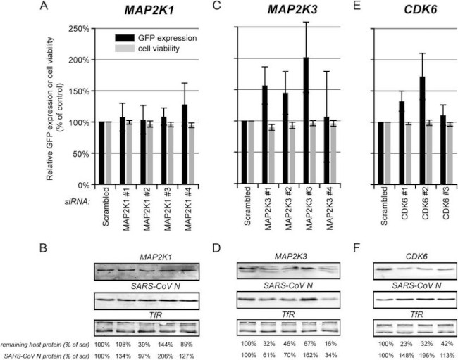 MEK1 Antibody in Western Blot (WB)