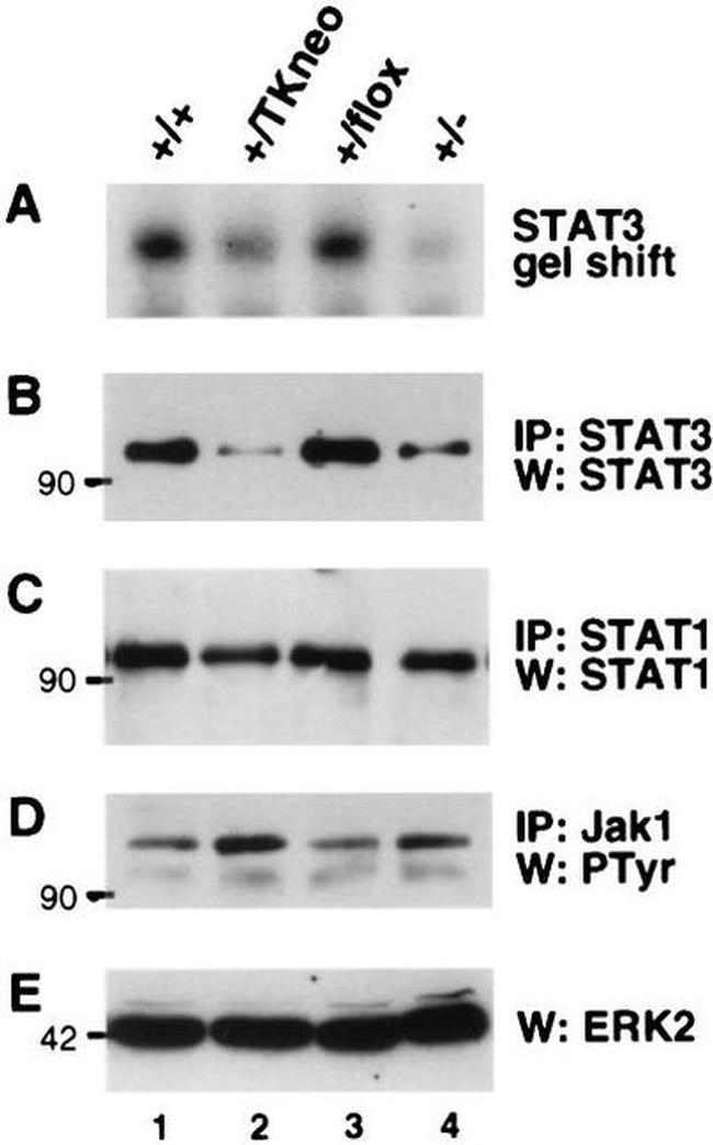 STAT3 Antibody in Western Blot (WB)