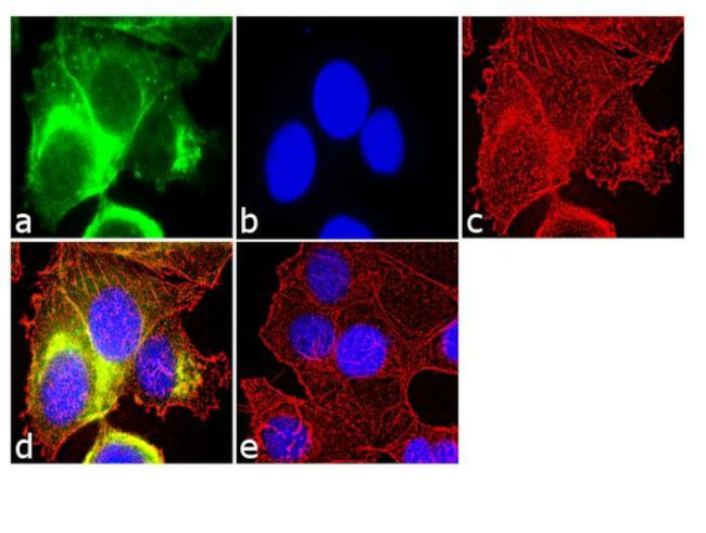 STAT3 Antibody in Immunocytochemistry (ICC/IF)