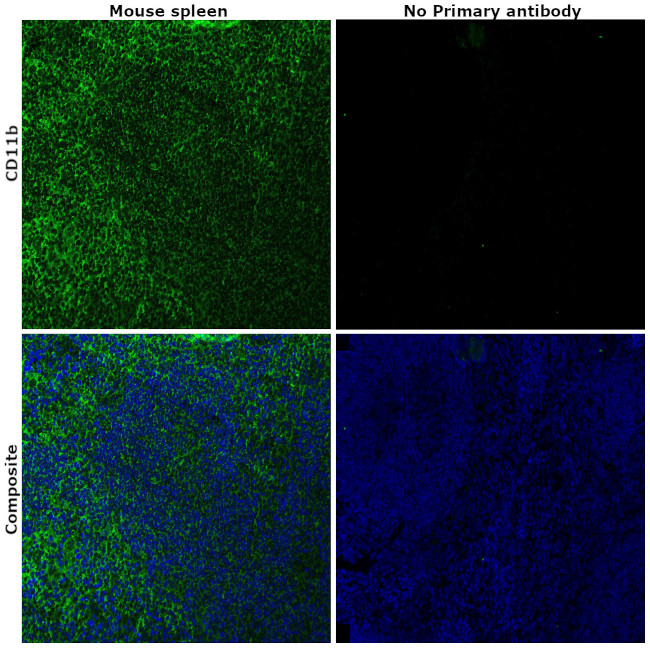 CD11b Antibody in Immunohistochemistry (Paraffin) (IHC (P))