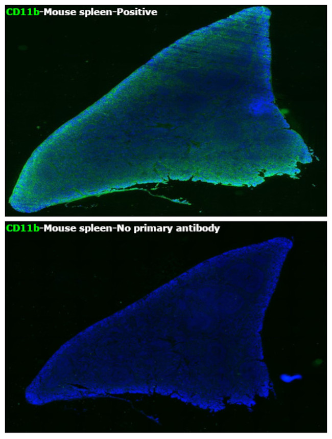 CD11b Antibody in Immunohistochemistry (Paraffin) (IHC (P))