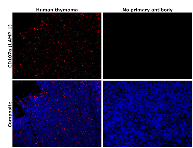 CD107a (LAMP-1) Antibody in Immunohistochemistry (Paraffin) (IHC (P))