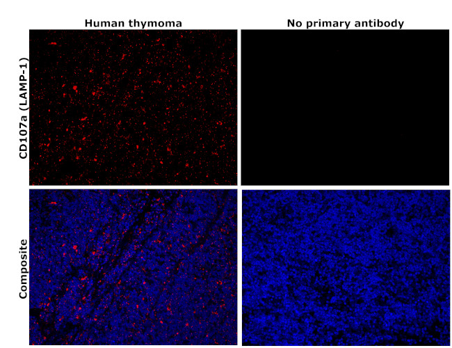 CD107a (LAMP-1) Antibody in Immunohistochemistry (Paraffin) (IHC (P))