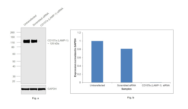 CD107a (LAMP-1) Antibody