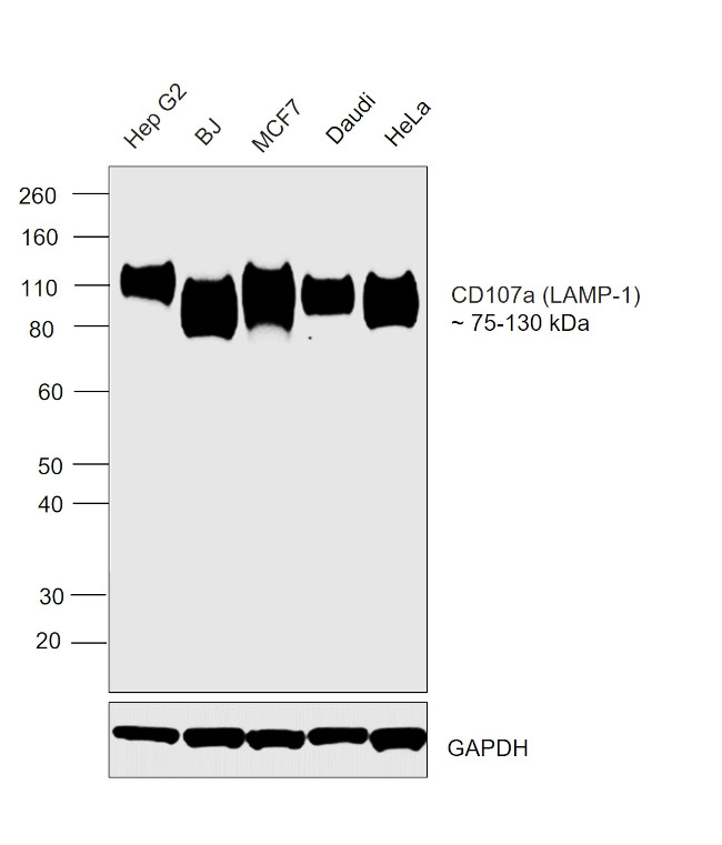 CD107a (LAMP-1) Antibody in Western Blot (WB)