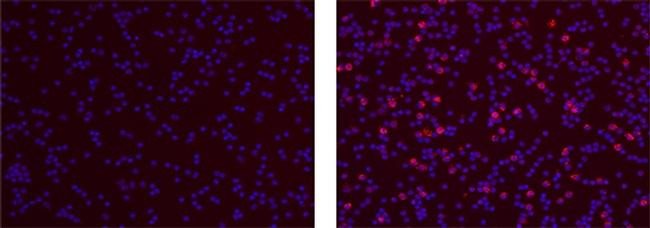 Mouse IgG1 kappa Isotype Control in Immunocytochemistry (ICC/IF)