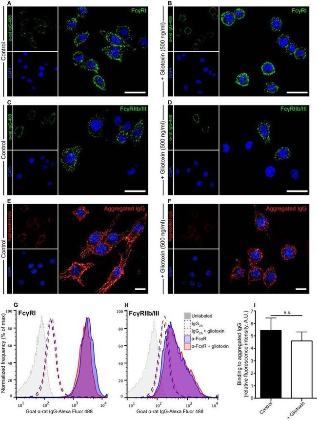 CD16/CD32 Antibody in Flow Cytometry (Flow)