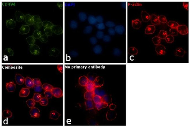 CD49d (Integrin alpha 4) Antibody in Immunocytochemistry (ICC/IF)