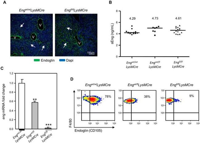 CD105 (Endoglin) Antibody in Flow Cytometry, ELISA (Flow, ELISA)