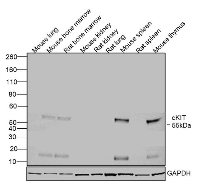 CD117 (c-Kit) Antibody in Western Blot (WB)