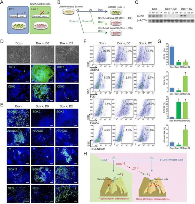 SOX2 Antibody