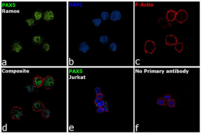 PAX5 Antibody