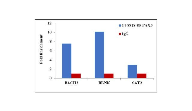 PAX5 Antibody in ChIP Assay (ChIP)