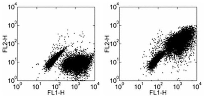 CD197 (CCR7) Antibody in Flow Cytometry (Flow)