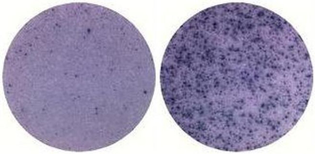 IL-10 Antibody in Immunostaining (IS)