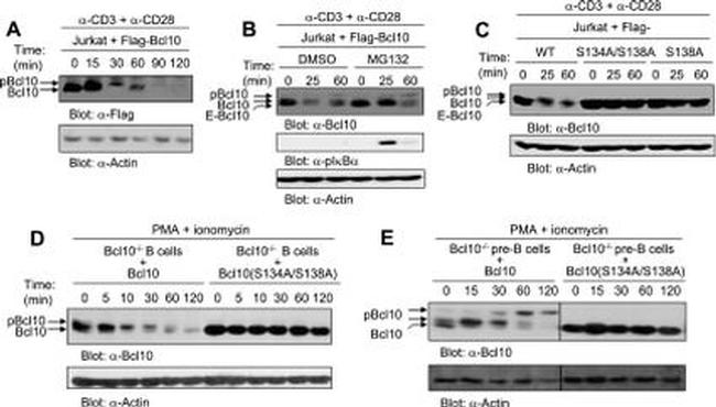 CD28 Antibody in T-Cell Activation (TCA)